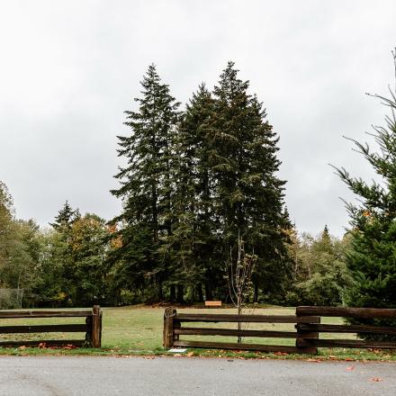 Tall pine trees behind a wooden fence on a cloudy day.