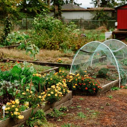 Vegetable garden with flowers, a greenhouse, and a red shed in the background.