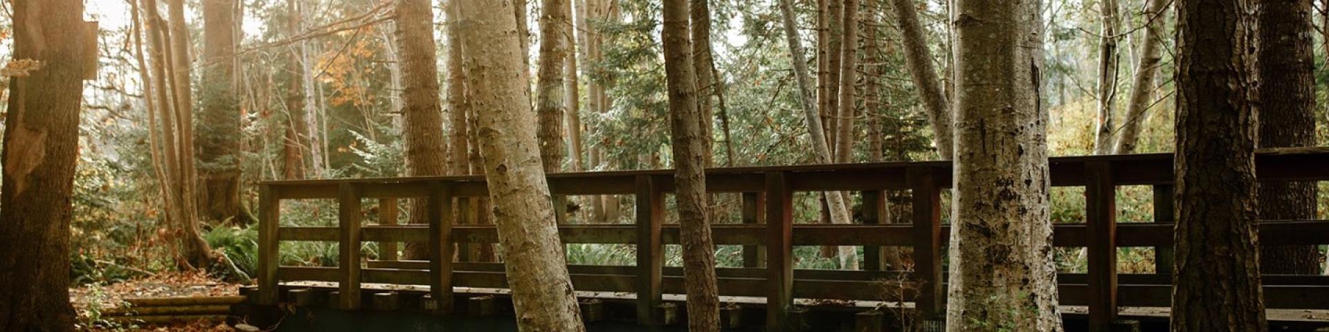 Sunlit forest with wooden bridge among tall trees.