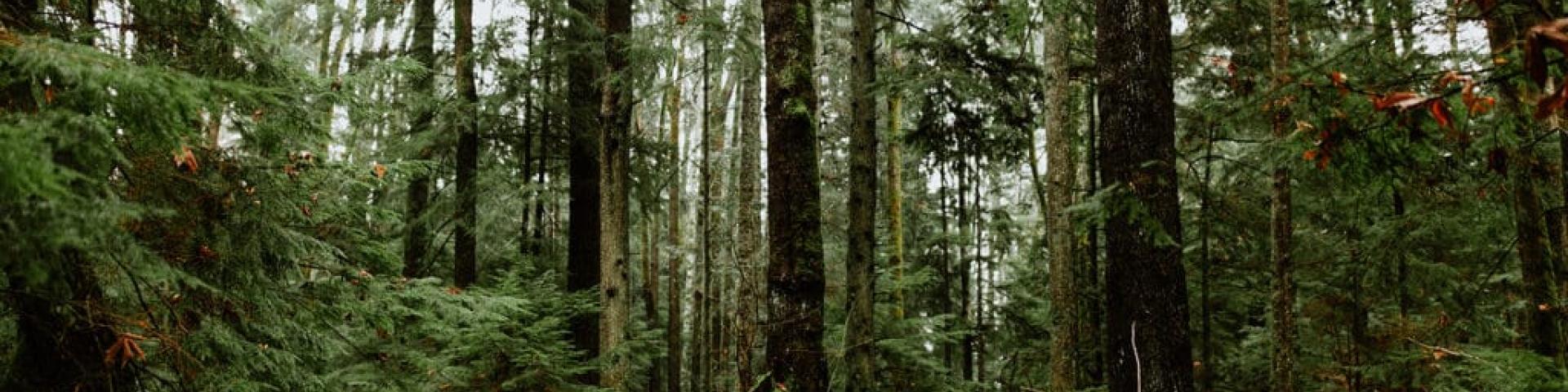Forest path surrounded by tall green trees and ferns.