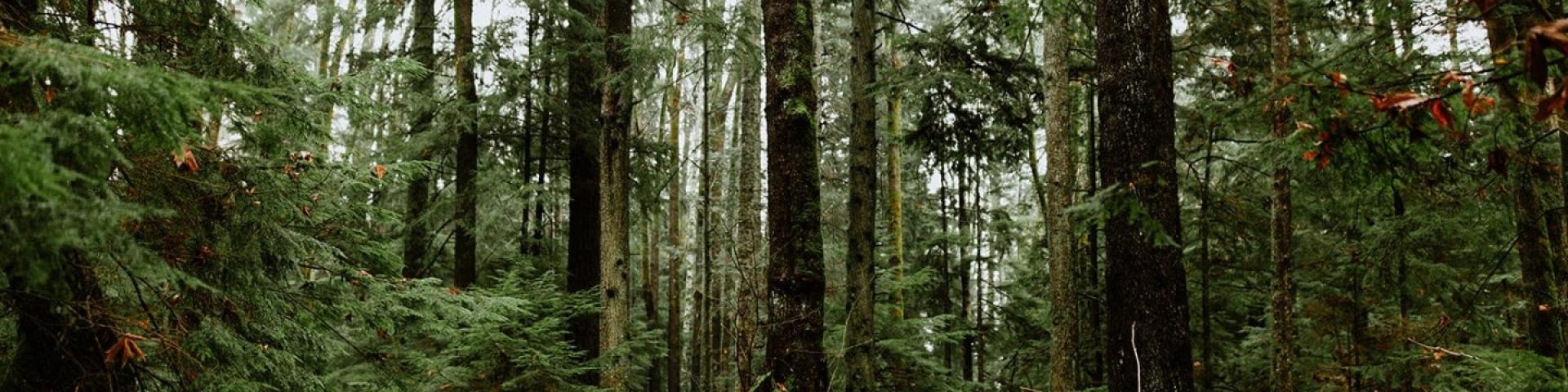 Forest path surrounded by tall trees and lush greenery.