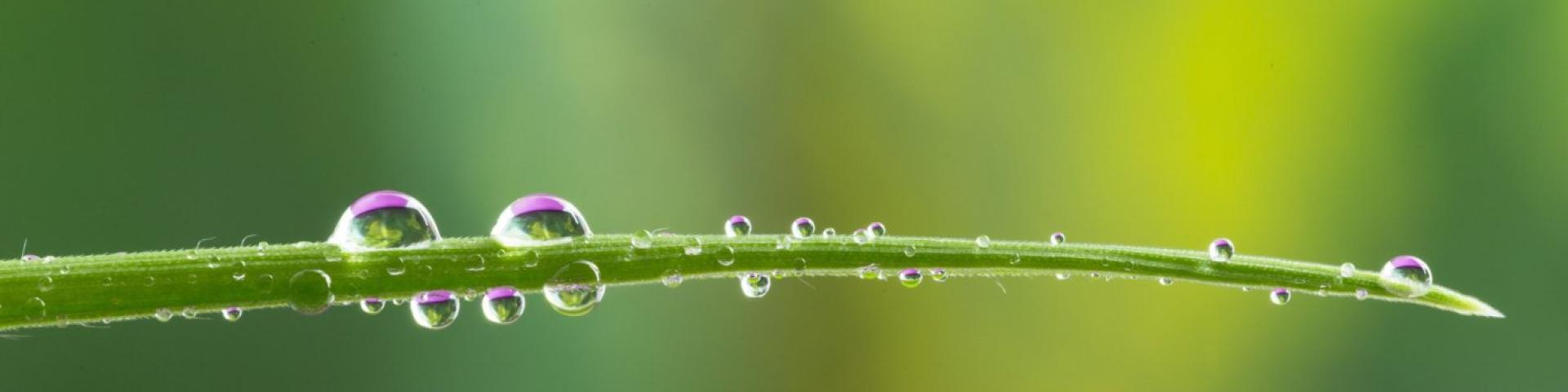 Dew droplets on a green blade of grass with a blurred background.