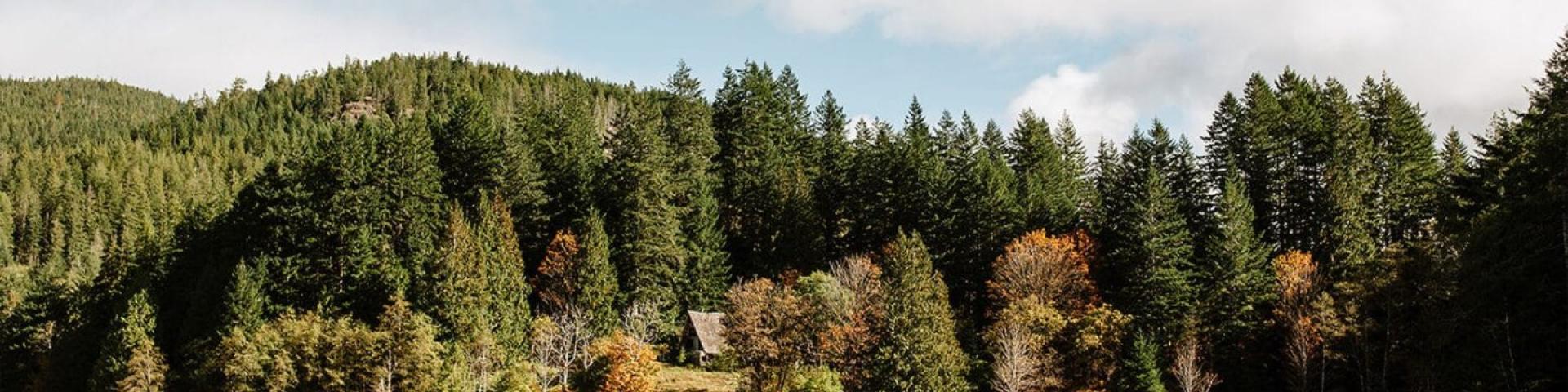 Forest landscape with a lake, surrounded by trees under a cloudy sky.