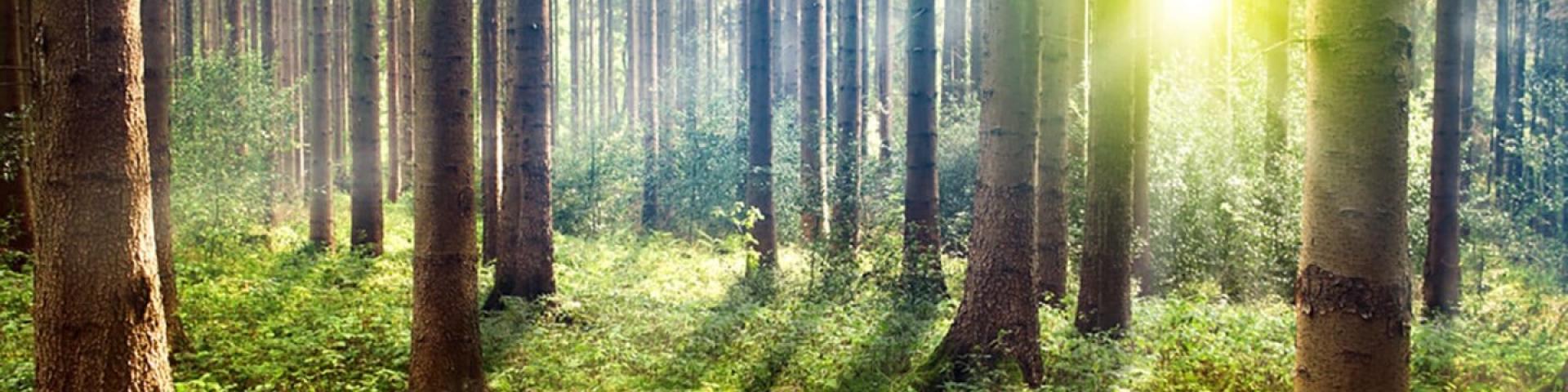Sunlight filtering through a dense forest of tall trees.