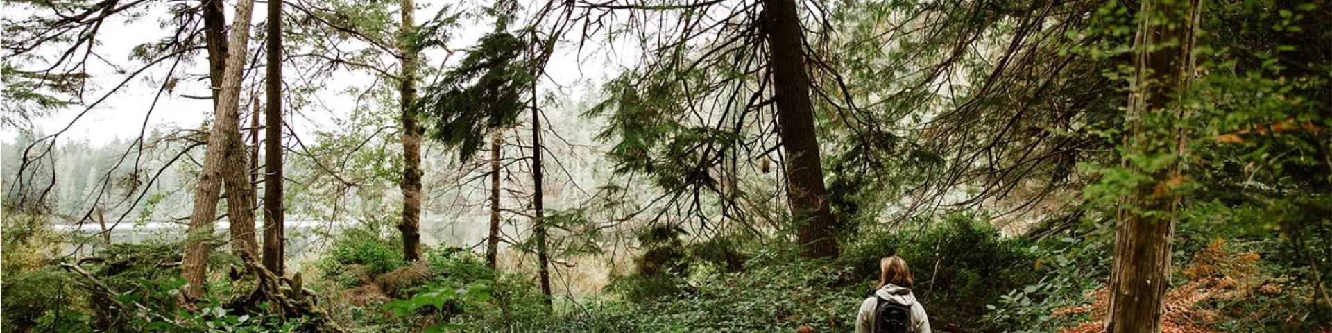 Hiker walking on a forest path surrounded by tall trees.