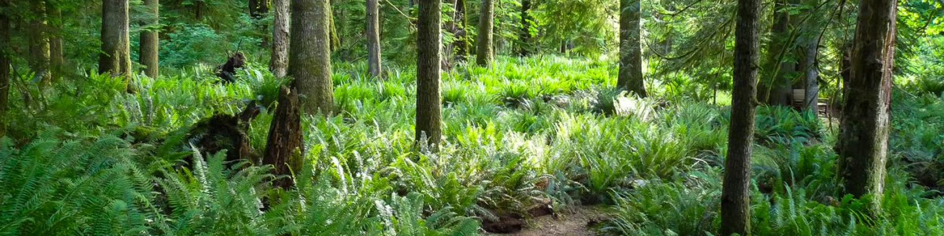 Sunlit forest with tall trees and lush green ferns.