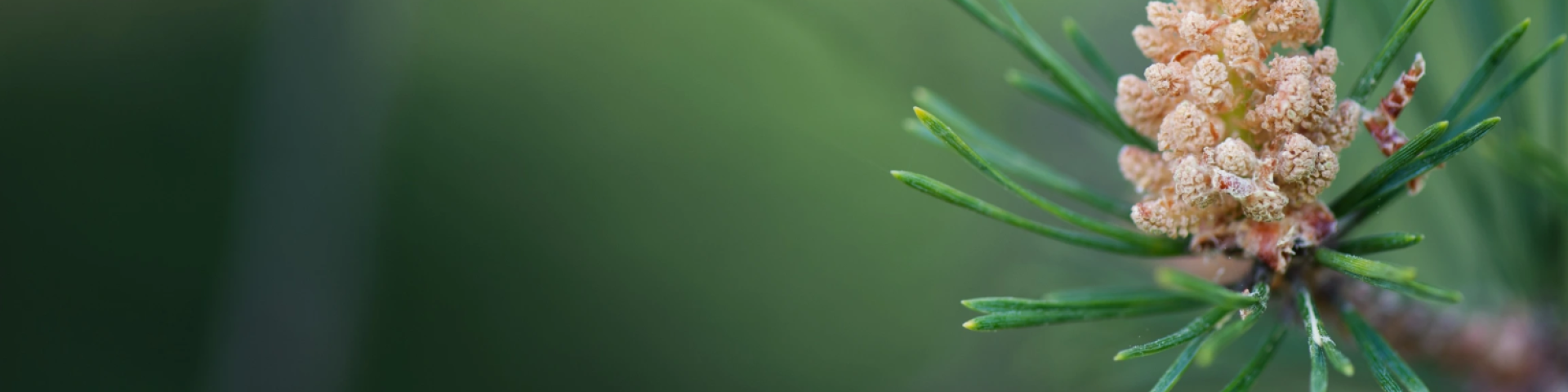 Close-up of a pine cone cluster surrounded by green needles and a blurred background.
