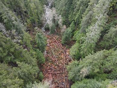 Fallen logs scattered in a forest surrounded by tall trees.