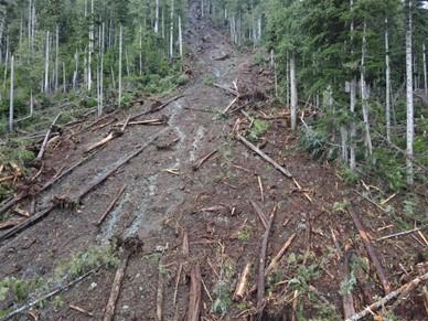 Landslide in forest with fallen trees on slope.